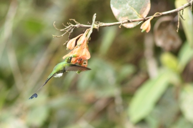 Booted Racket-tail, Male