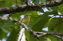 Yellow-throated Vireo, Pichincha Ecuador - Zak Pohlen